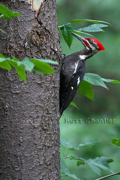 Pileated Woodpecker © Russ Chantler